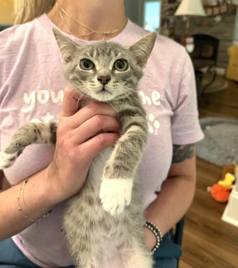 A young medium-sized male Gray & White Domestic Short Hair cat named Rude Awakening for adoption in Camden, SC