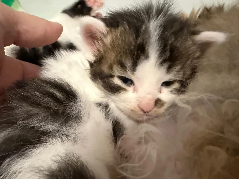 A baby small-sized female Domestic Short Hair cat named Pua for adoption in Waverly, NY