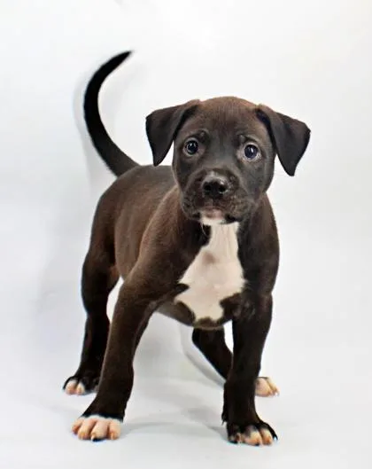 A baby medium-sized male Labrador Retriever dog named Mark for adoption in Morton Grove, IL