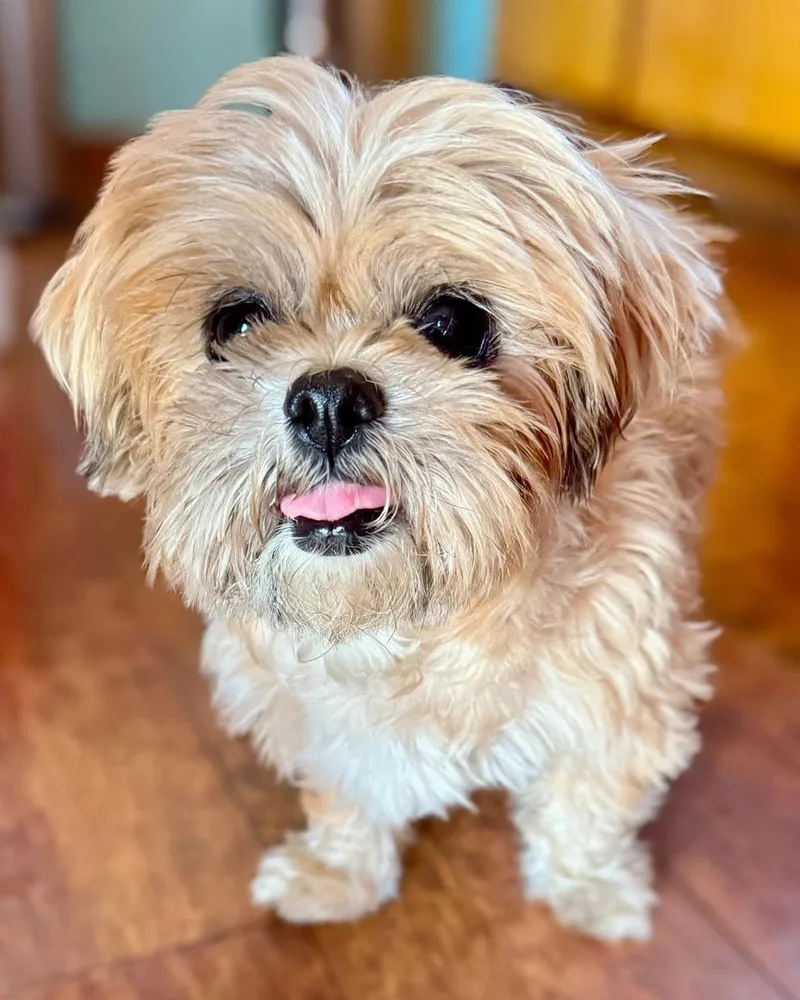 A senior small-sized female Shih Tzu dog named Goldie for adoption in Redondo Beach, CA