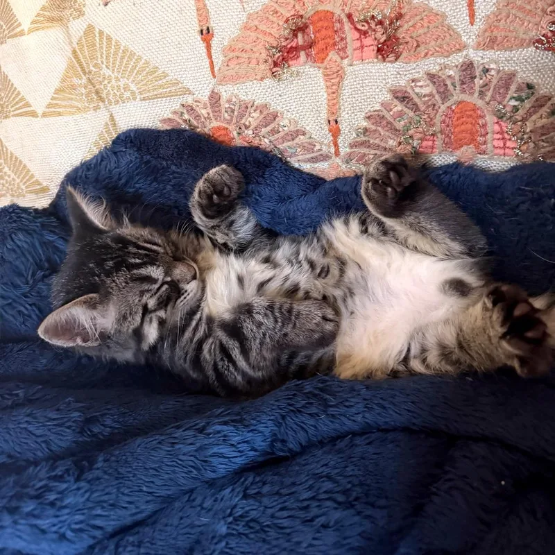 A baby small-sized male Brown / Chocolate Domestic Short Hair cat named Origami Dragon for adoption in Austin, TX