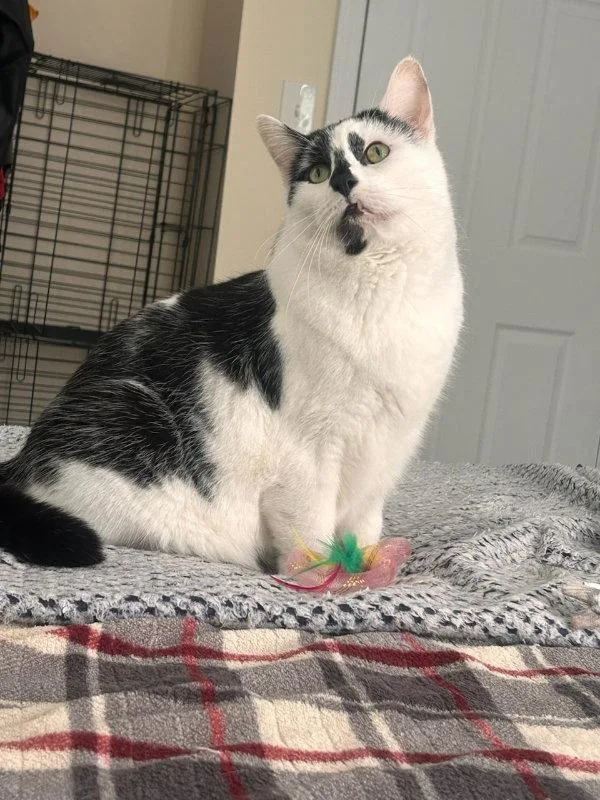 An adult medium-sized male Black & White / Tuxedo Domestic Short Hair cat named Tato and Hex for adoption in Gonic, NH