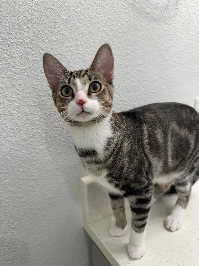 A baby medium-sized male Domestic Short Hair cat named Rou Rou for adoption in Orlando, FL