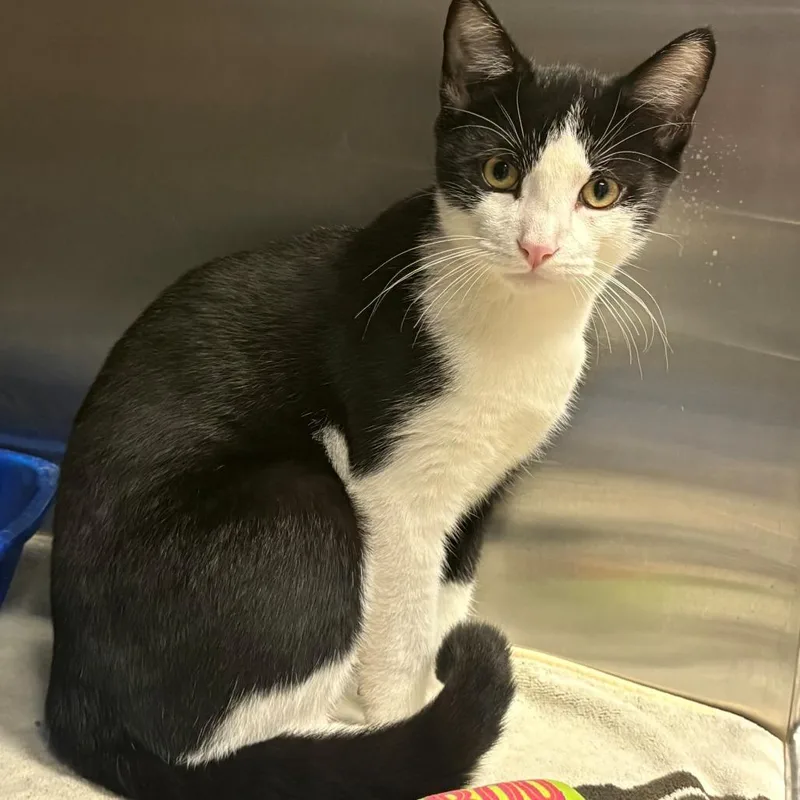 A baby medium-sized male Domestic Short Hair cat named Boomer for adoption in East Hanover, NJ