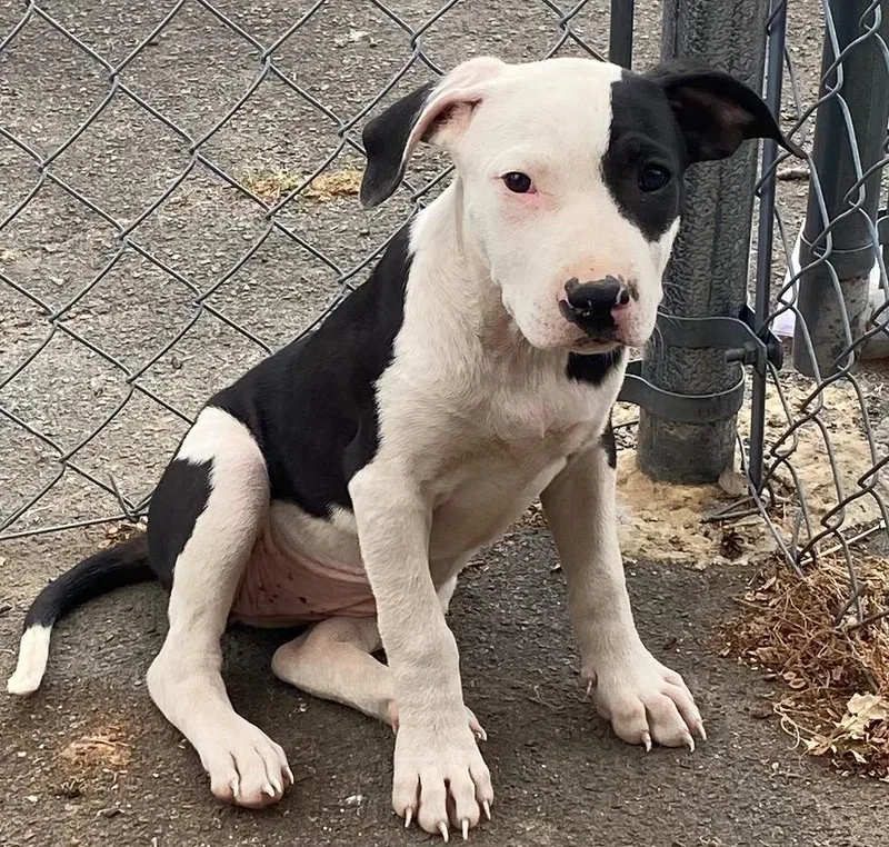 A baby medium-sized female Mixed Breed dog named Jen for adoption in Little Rock, AR