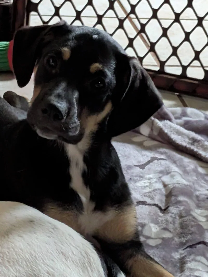 A young large-sized female Mountain Cur dog named Ruthie for adoption in Crystal, MN