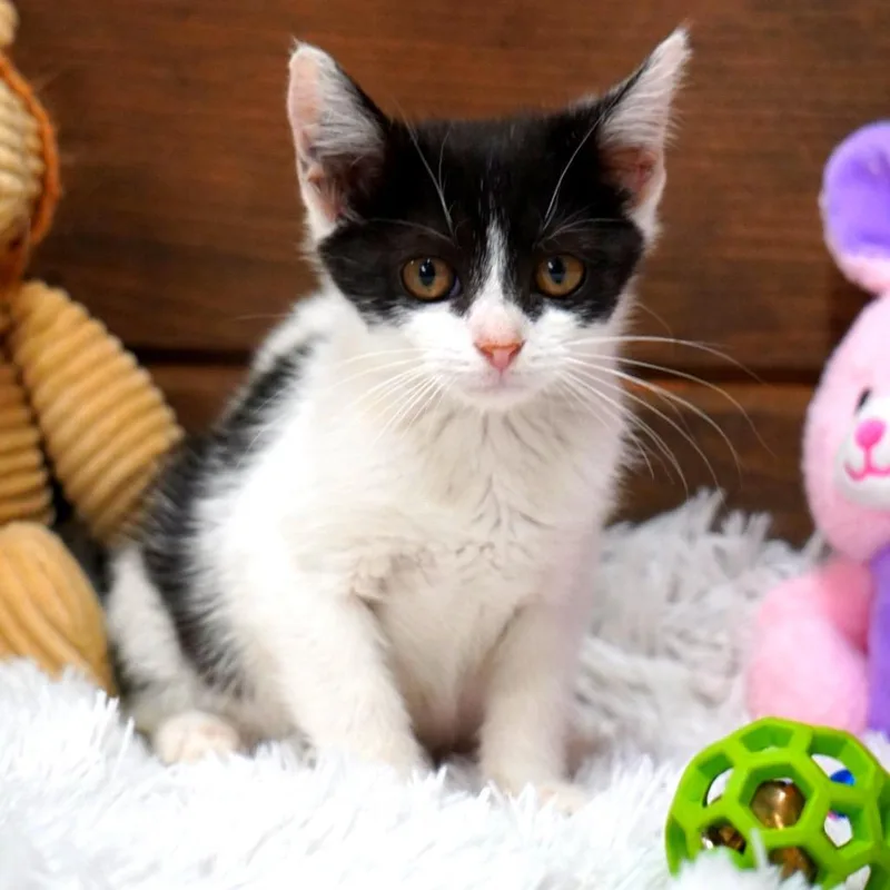 A baby small-sized male Black Domestic Short Hair cat named Mewkie for adoption in Evensville, TN