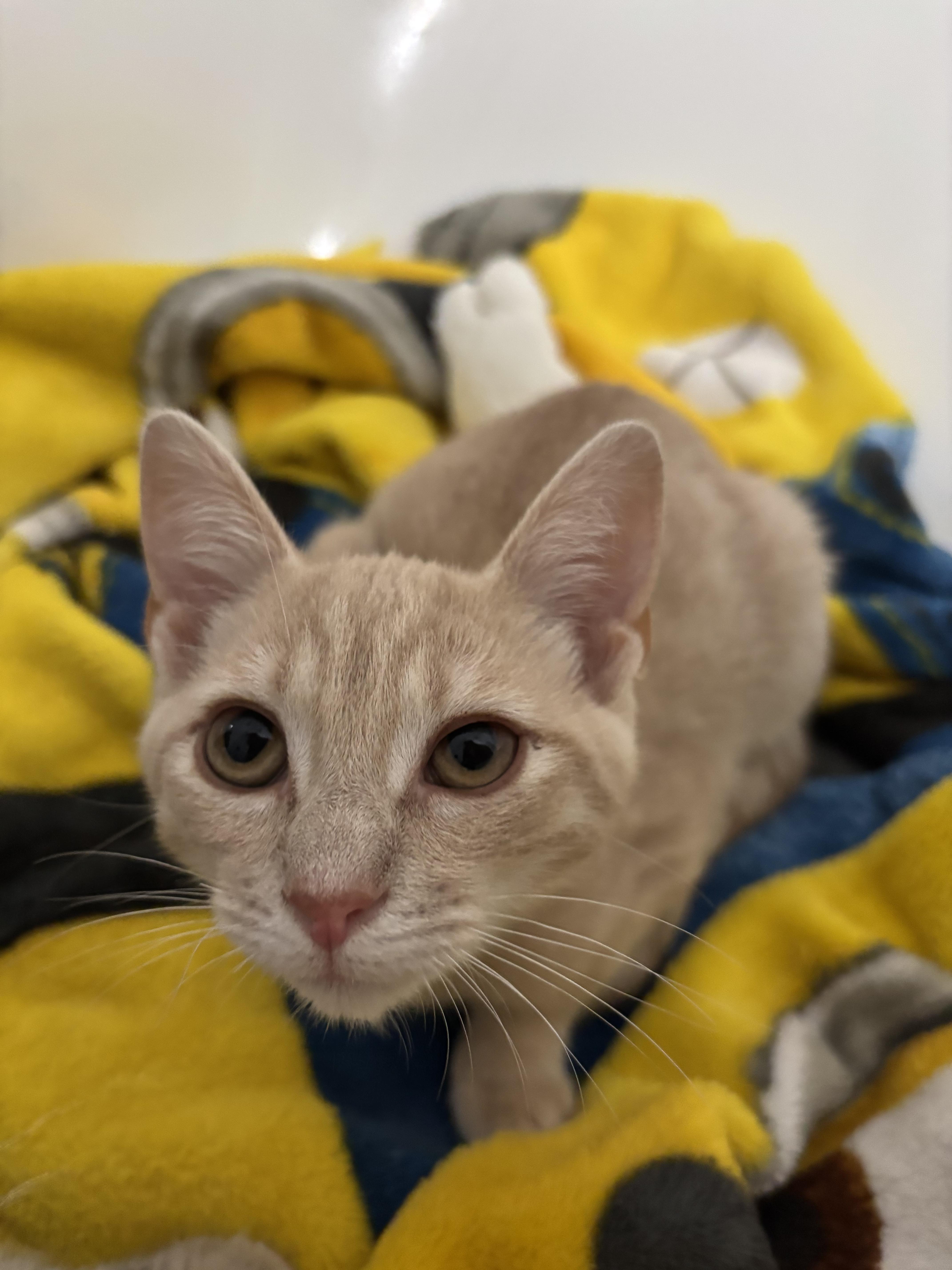 A baby medium-sized male Tabby (Buff / Tan / Fawn) Tabby cat named GoGo for adoption in Richmond, VA