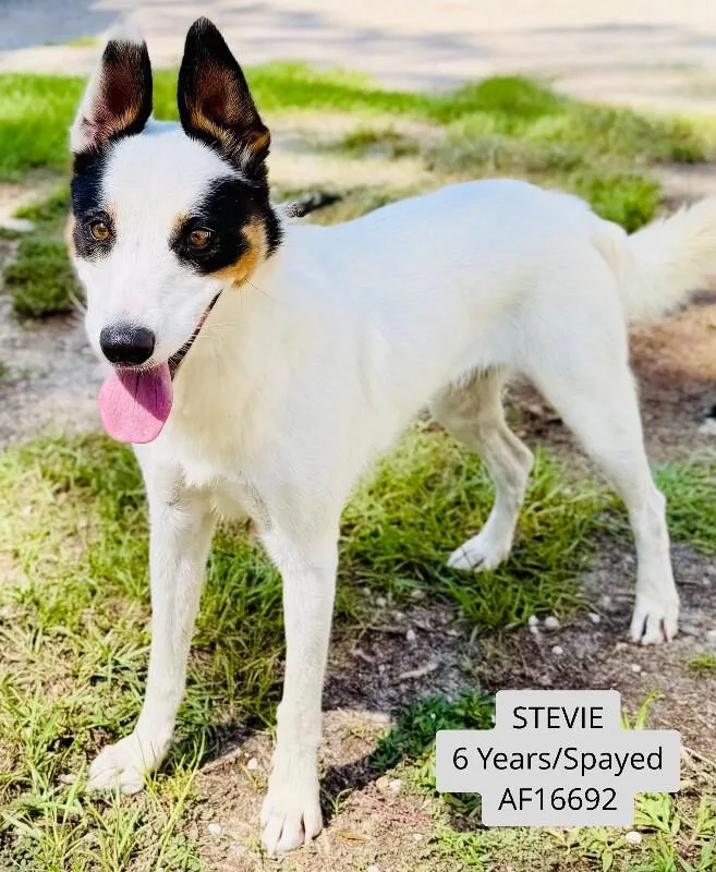 An adult large-sized female Collie dog named Stevie for adoption in Supply, NC