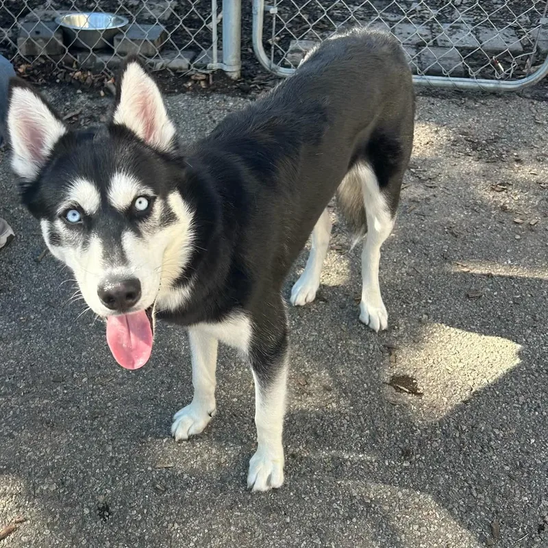 A young medium-sized male Husky dog named Max for adoption in Ringwood, NJ