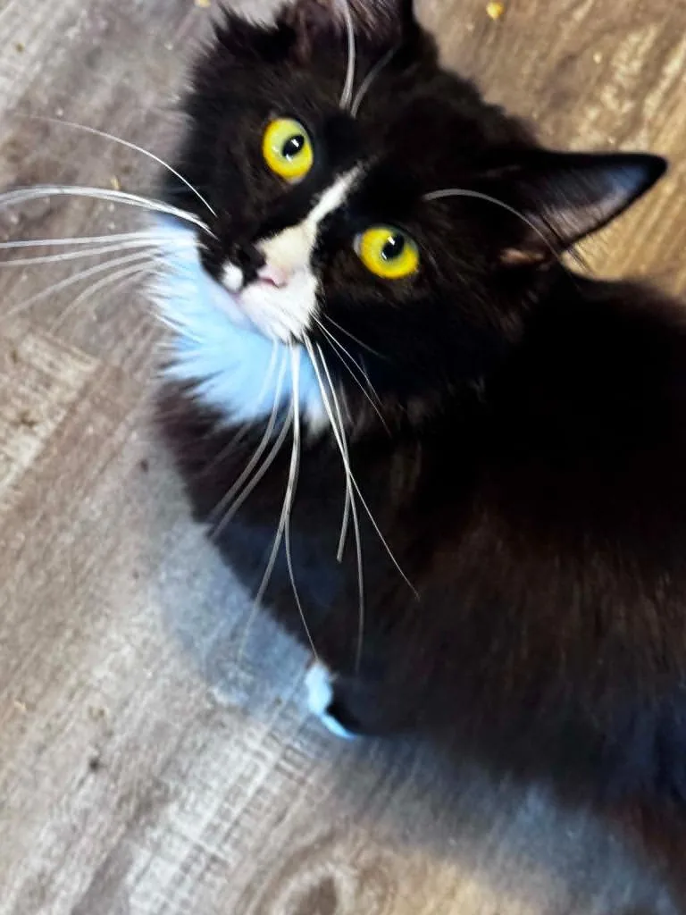 A young small-sized female Domestic Short Hair cat named Sasha Ram for adoption in Gorham, ME