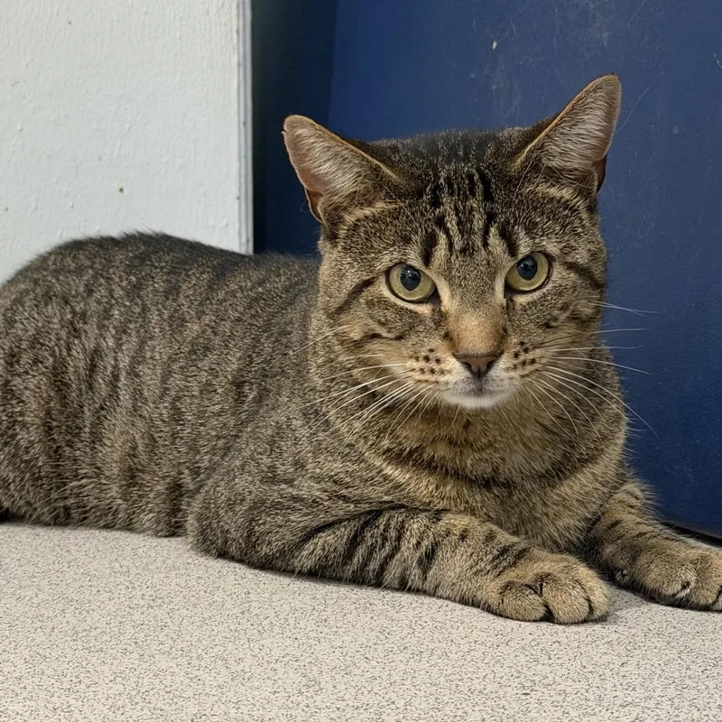 Spritzer thumbnail 2