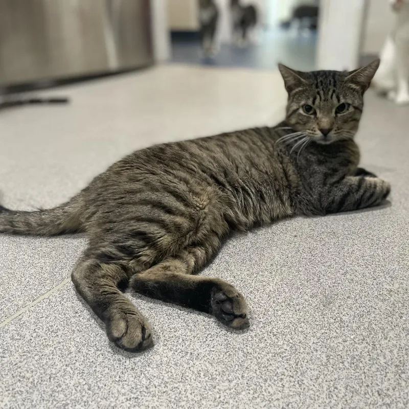 Spritzer thumbnail 3