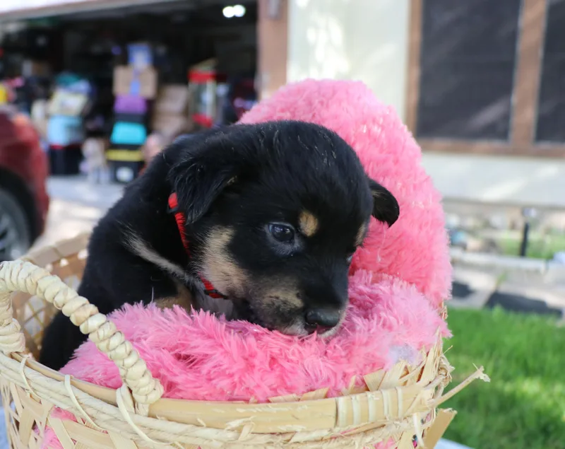 A baby medium-sized male Black Mixed Breed dog named Clever for adoption in Pflugerville, TX