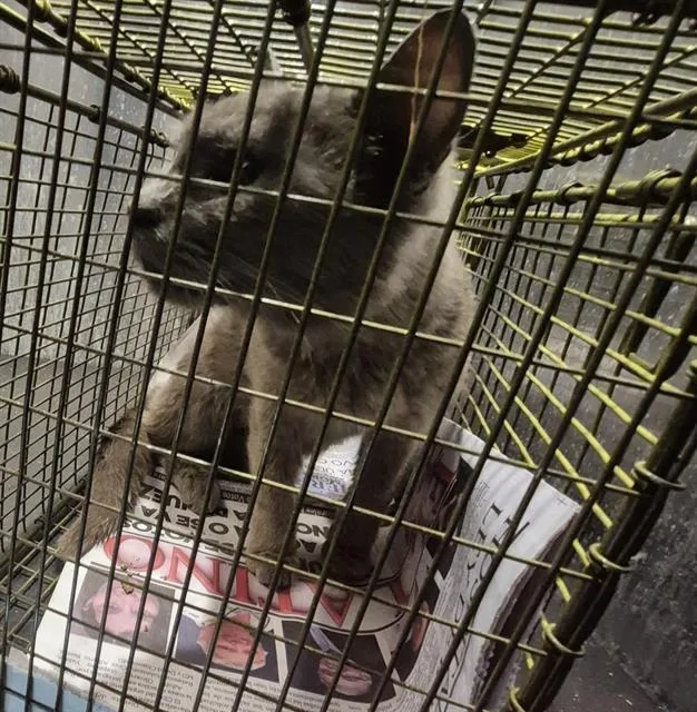 A young medium-sized female Domestic Short Hair cat named Sandy for adoption in San Antonio, TX
