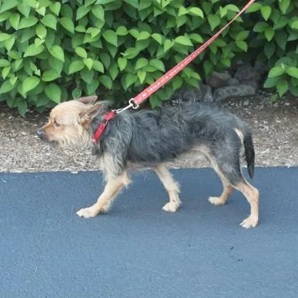 A young small-sized male Yorkshire Terrier dog named Zander for adoption in Elk Grove Village, IL