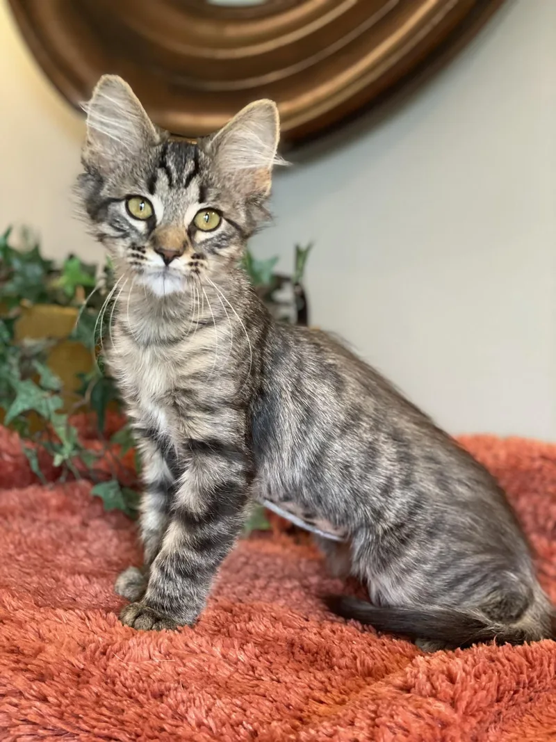 A baby medium-sized female Tabby (Buff / Tan / Fawn) Tabby cat named Breezy for adoption in Taylor, MI