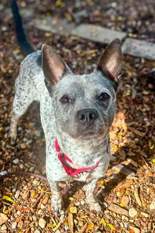 An adult medium-sized female Brown / Chocolate Mixed Breed dog named Pattle for adoption in Cincinnati, OH