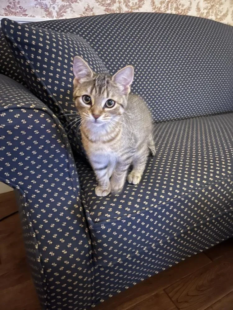 A baby small-sized female Gray / Blue / Silver Domestic Short Hair cat named Orange Blossom for adoption in Duxbury, MA