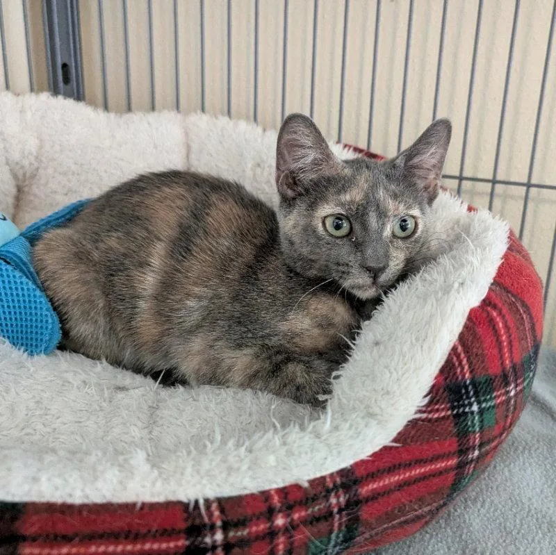 A young medium-sized female Tortoiseshell cat named Melody for adoption in Ocala, FL