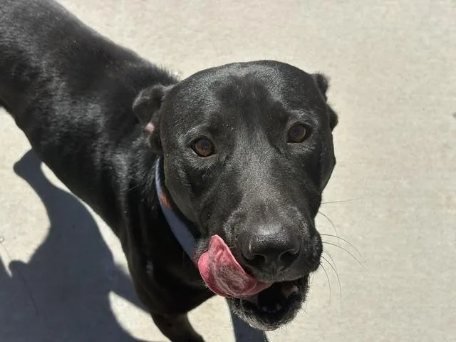 An adult large-sized male Labrador Retriever dog named Zurg for adoption in Tulsa, OK