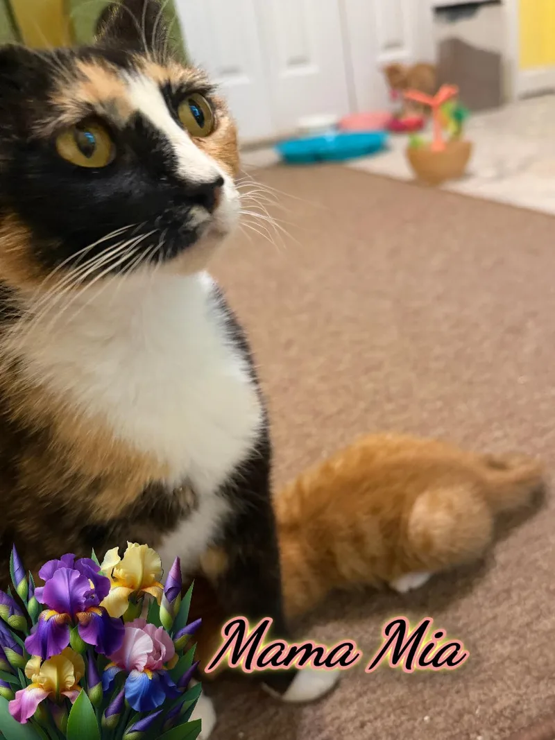 An adult medium-sized female Calico Domestic Short Hair cat named Mama Mia for adoption in Corinth, NY