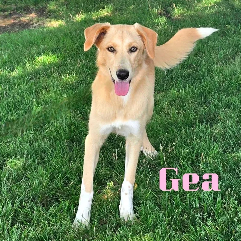 An adult medium-sized female Yellow / Tan / Blond / Fawn Mixed Breed dog named Gea for adoption in Joliet, IL