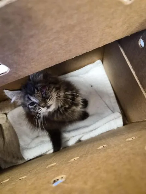 A baby small-sized female Domestic Short Hair cat named Aquarius for adoption in San Jose, CA