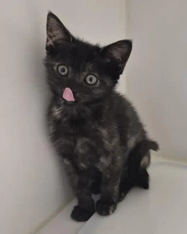A baby small-sized female Domestic Short Hair cat named Wendy for adoption in Decatur, IL