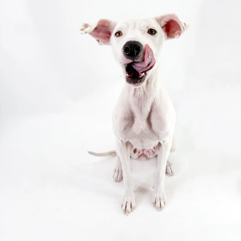 An adult medium-sized female White / Cream Pit Bull Terrier dog named Luna for adoption in Scottsdale, AZ