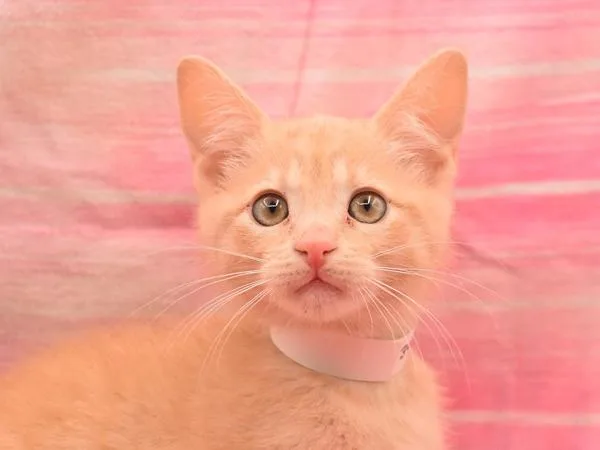 A baby small-sized male Domestic Short Hair cat named Peep for adoption in Portland, OR
