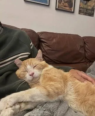 Purrince thumbnail 3