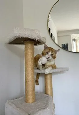 Purrince thumbnail 4