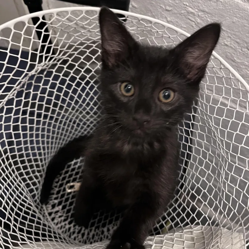A baby medium-sized male Black Domestic Short Hair cat named Simon for adoption in Youngstown, OH