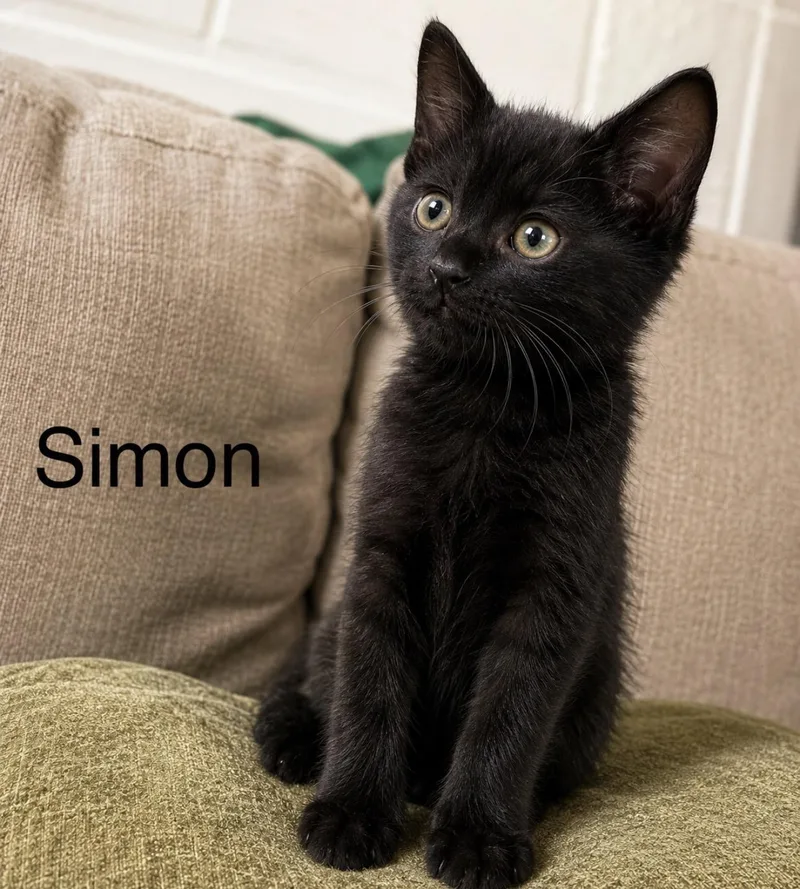 Simon thumbnail 2