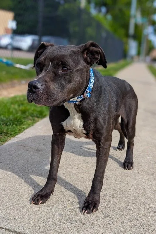 An adult large-sized female Gray / Blue / Silver Mixed Breed dog named Elena for adoption in Cincinnati, OH