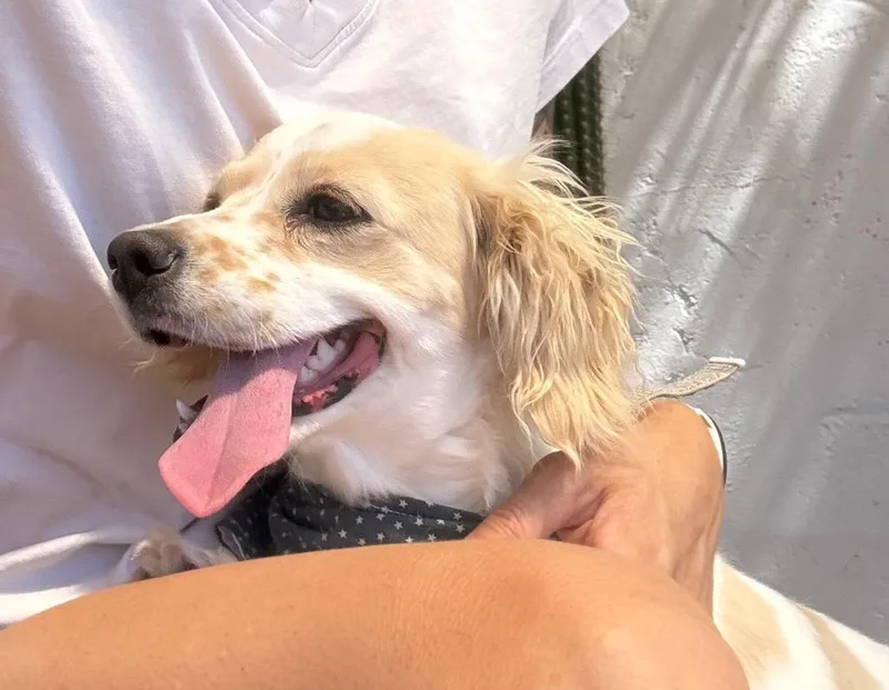 A young small-sized female Spaniel dog named Yogurt for adoption in Twentynine Palms, CA