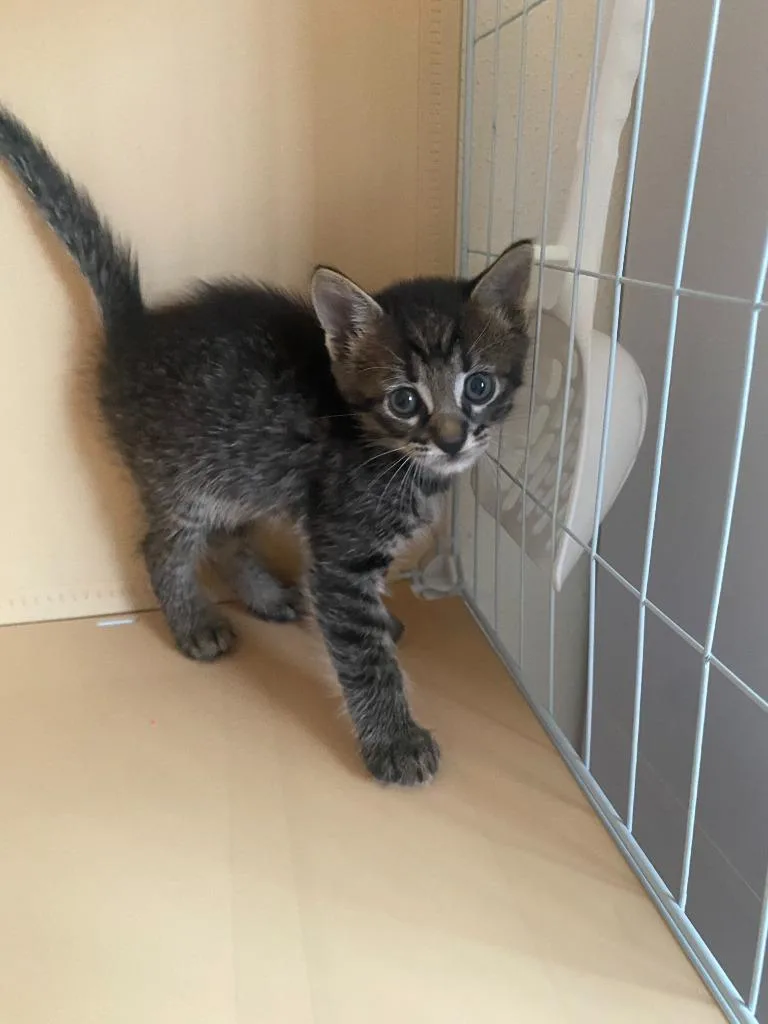 A baby small-sized female Domestic Short Hair cat named Catra for adoption in San Antonio, TX