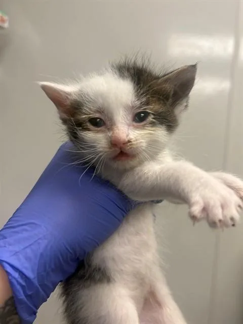 A baby small-sized female Domestic Short Hair cat named Treasure for adoption in Ontario, CA