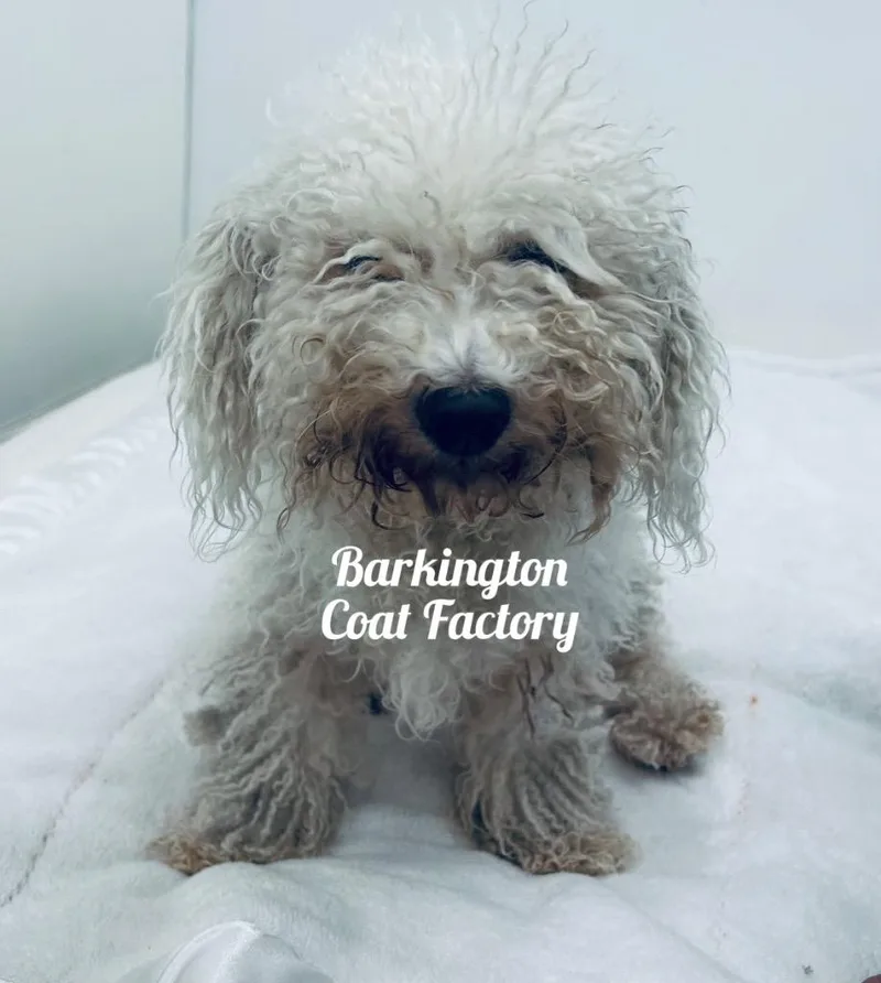 An adult small-sized female Bichon Frise dog named Barkington Coat Factory for adoption in Jacksonville, IL