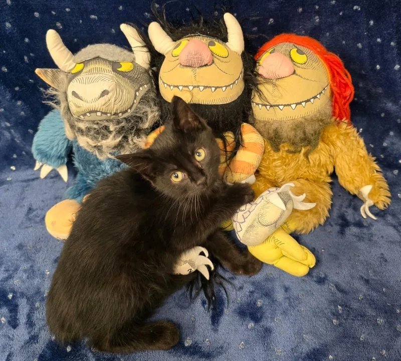 A baby small-sized male Domestic Short Hair cat named Sendak for adoption in Auburn, IN