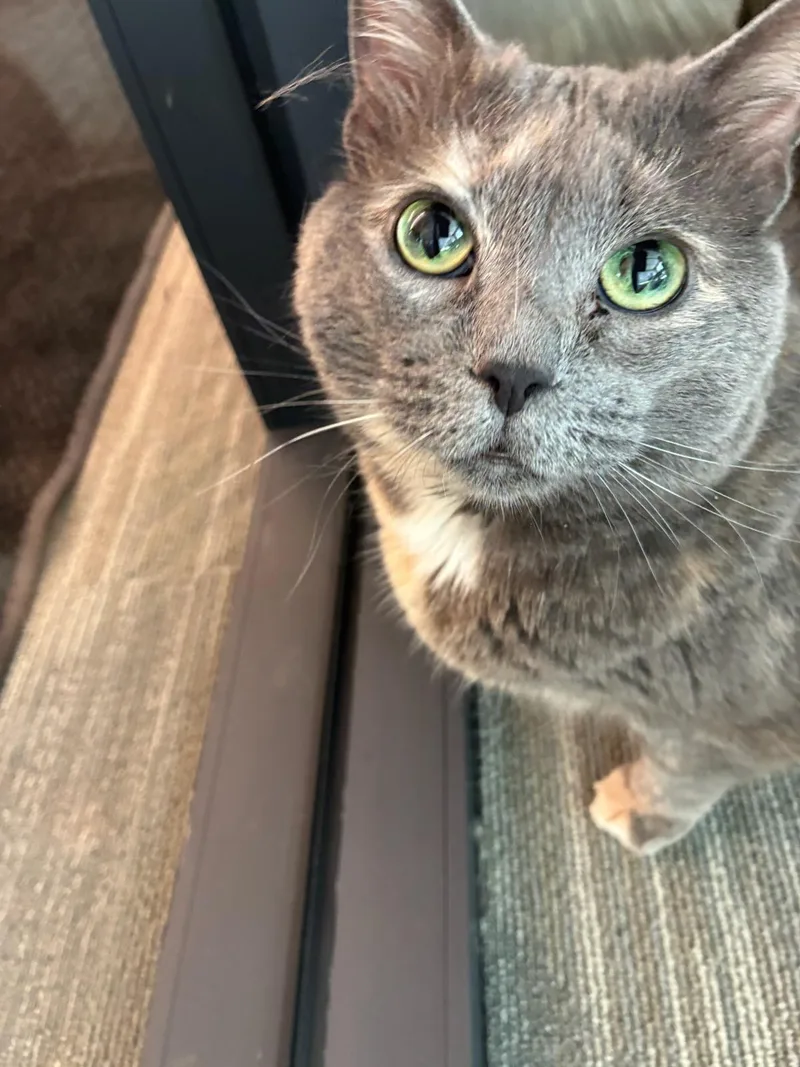 An adult large-sized female Blue Cream Dilute Tortoiseshell cat named Meowcedes for adoption in Joliet, IL