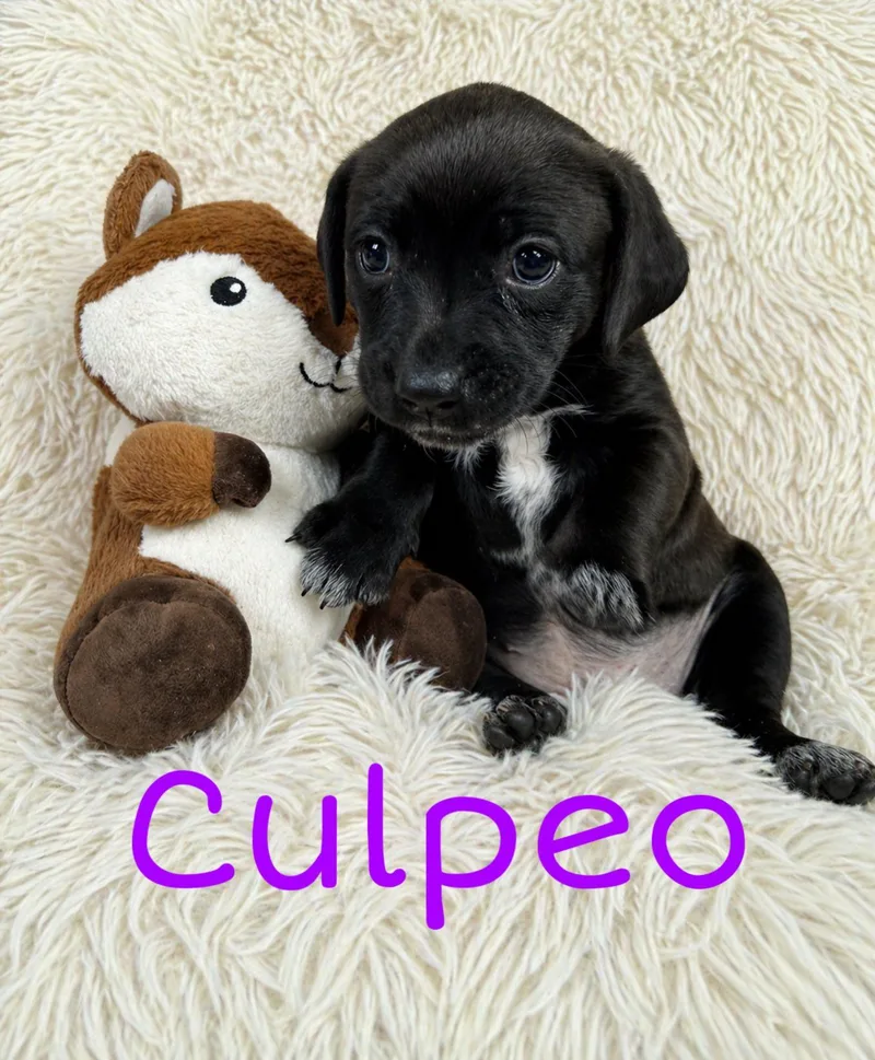 Culpeo