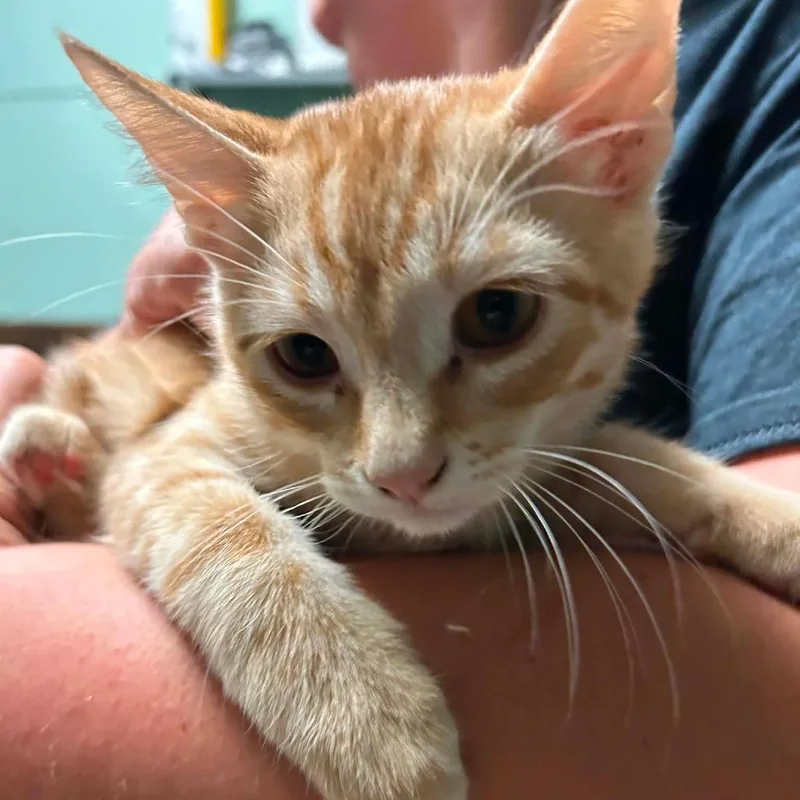A baby small-sized female Orange / Red Domestic Short Hair cat named Nova for adoption in Madill, OK