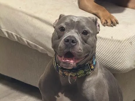 An adult medium-sized male Gray / Blue / Silver American Bully dog named Major for adoption in Cresco, PA