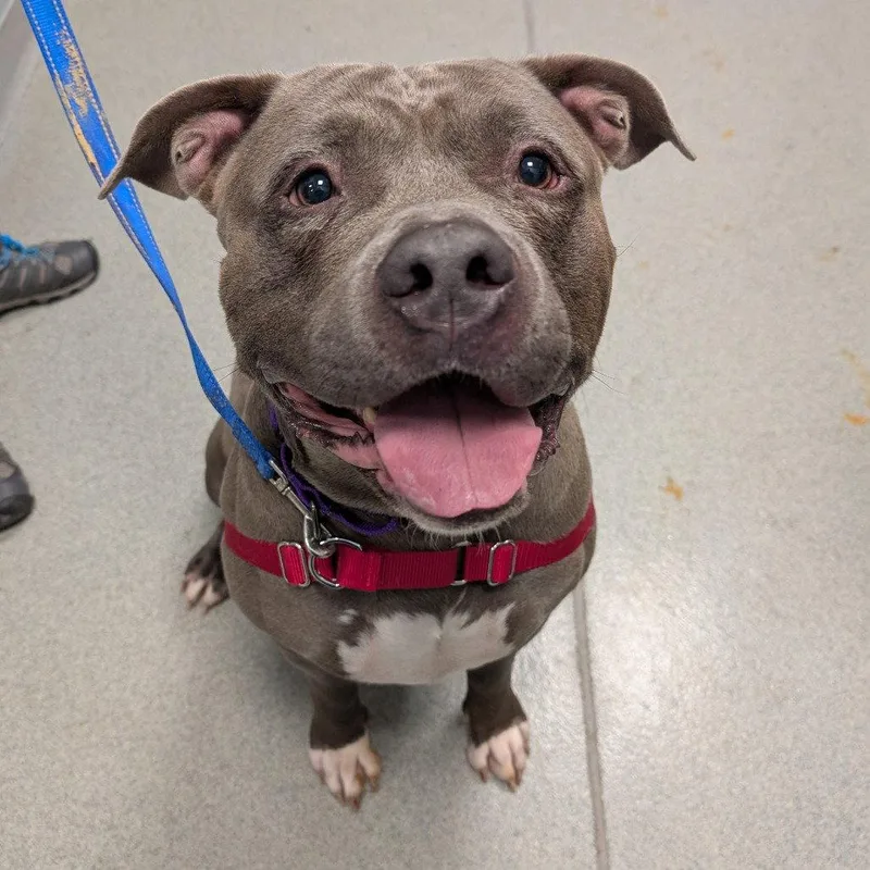 An adult extra large-sized male American Staffordshire Terrier dog named Champ for adoption in New Castle, DE