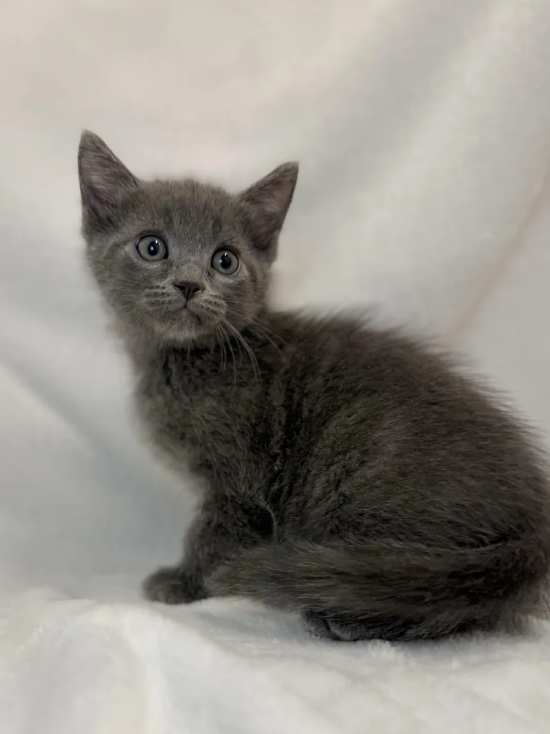 A baby medium-sized female Gray / Blue / Silver Domestic Short Hair cat named Bluebell for adoption in Greensboro, NC