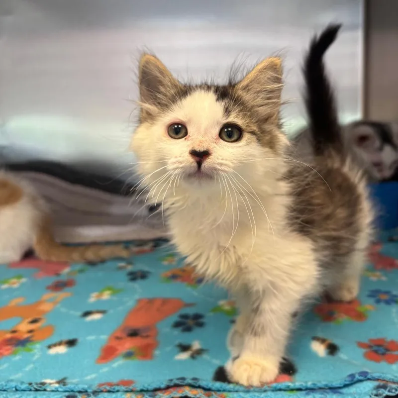 A baby small-sized female Brown / Chocolate Domestic Long Hair cat named Cheerio for adoption in Newark, NJ