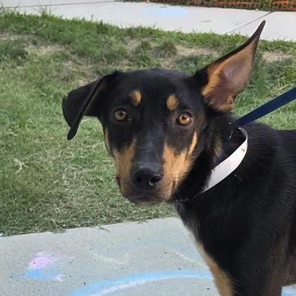 Baylor