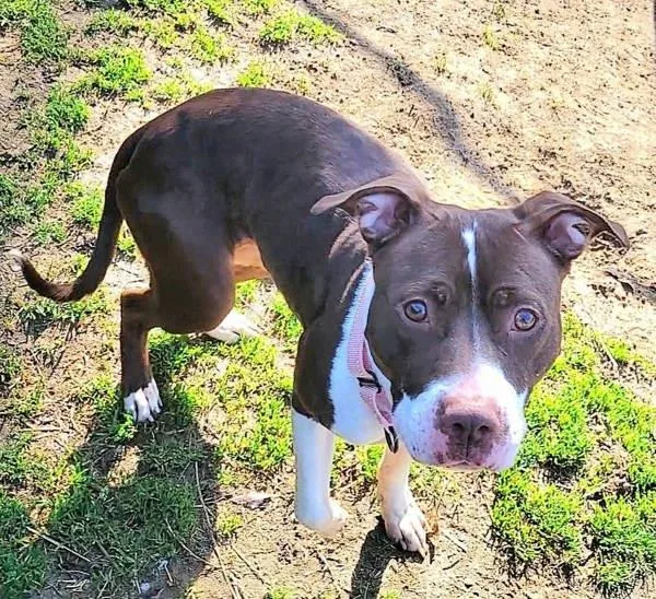 An adult medium-sized female Pit Bull Terrier dog named Cadbury Creme Egg for adoption in Millersville, MD